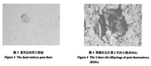 液氮運(yùn)輸罐短期儲(chǔ)存胚胎的可行性研究的討論